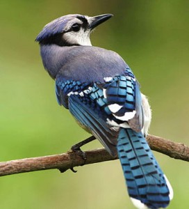 bird-blue-cristata-cyanocitta-royalty-free-thumbnail